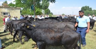 Muşta Damızlık Manda Dağıtımı