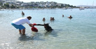 Mavi Bayraklı Halk Plajında Deniz Dibi Temizliği