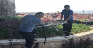 Altındağdaki Hasta Sokak Köpeğine Anında Müdahale
