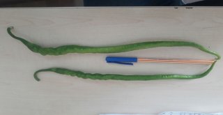 Tarıma Destek Yüz Güldürüyor