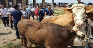 Kurbanlık Satanlara Polisten Uyarı