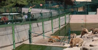 (Özel) Sıcak Havadan Etkilenen Hayvanlar Buzlu Kokteylle Serinletiliyor