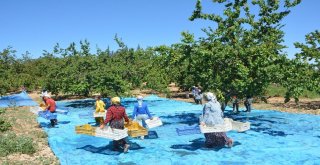 ‘Sarı Altında Hasat Devam Ediyor