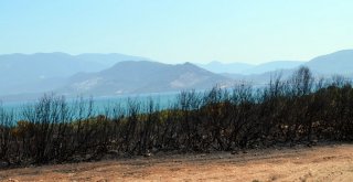 Didimdeki Yangın Faciasının Boyutu Gündüz Ortaya Çıktı