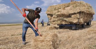 Karsta Sıcak Havada Çiftçilerin Ot Toplama Mesaisi