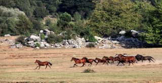 Yılkı Atları Geçen Yıl Gelen 25 Bin Turist Sayısını, Yılın Bu Ayında İkiye Katladı