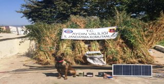 Kuşadasında 10,5 Kilo Esrar Ve 4572 Kök Kenevir Yakalandı