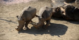 Kurban Bayramında Hayvanat Bahçesine Yoğun İlgi