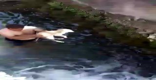 Antalyada Dereye Düşen Yavru Köpek Suya Giren Genç Tarafından Kurtarıldı