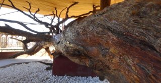 Osman Gazinin Salıncakta Sallandığı 12 Asırlık Çam Koruma Altında