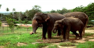 Dünyanın En İlginç Yetimhanesi: Fil Yetimhanesi