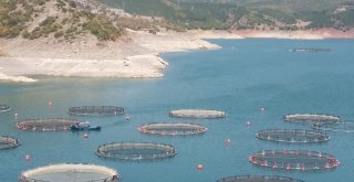 (Özel) Almus Baraj Gölünde Su Seviyesinin Düşmesi Balıkçıları Endişelendiriyor