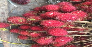 (Özel Haber) Tanzanyanın Asil Meyvesi: “Rambutan”