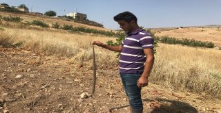 Köylülerin Yılan Tedirginliği