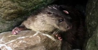 Nesli Tükenme Tehlikesi Yaşayan Hayvanı Yaralı Buldular