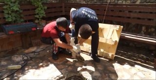 Kurtardığı Kedi Tarafından Isırıldı