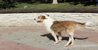 (Özel) Ölüme Terk Edilen Felçli Köpek Uzatılan Yardım Eliyle Hayat Döndü
