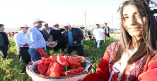 İsot Festivali Renkli Görüntülerle Başladı