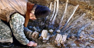 Yakutistanda Mamut Fosili Bulundu
