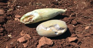 İtfaiye Ekipleri Kayıp Dananın Peşinde