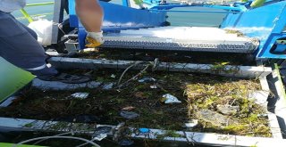 Denizler Ve Sahiller Artık Daha Temiz