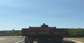 Korkusuz Vatandaş Yürekleri Ağza Getirdi