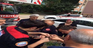 Sokak Hayvanlarına Belediyeden Şefkat Eli