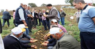 Samsunda Mısır Ve Patates Hasadı Tarla Günü