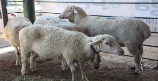 Bu Da Çobanların Festivali