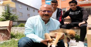 Sürücünün Çarpıp Kaçtığı Yavru Köpeğe Şefkat Eli