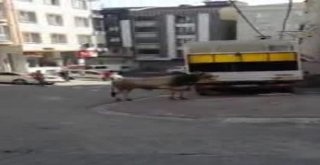 Esenyurtta Kaçan Kurbanlık Boğa, Dehşet Saçtı
