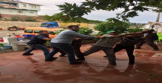 Bursada Fırtına Ağaçları Devirdi