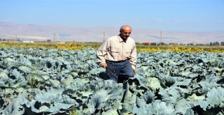 Muşta Lahana Hasadı