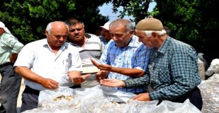 Tmo Manisa Ve İlçelerinde İlk Kez Haşhaş Kapsülü Ve Ürünlerini Alınmaya Başlandı