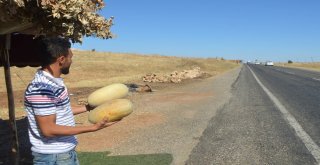 3 Ay Sattıkları Susuz Kavunla 1 Yıl Ev Geçindiriyorlar