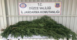 Jandarmadan Kenevir Operasyonu