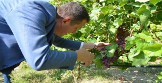 Safranboluda Çavuş Üzümü Hasadı Başladı
