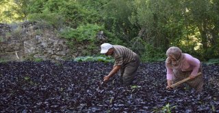 (Özel) Mor Reyhan Üreticinin Yüzünü Güldürüyor