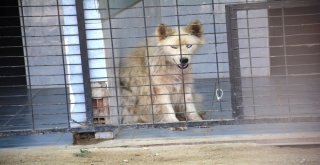 Tekirdağda Sokak Hayvanları İçin “Gel Sahiplen” Kampanyası