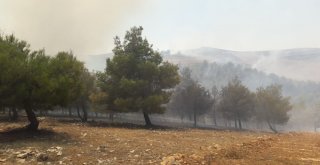 Dünyanın Bilinen En Eski Tapınaklarından Göbeklitepe Arkeolojik Alanı Yakınlarındaki Ormanlık Alanda Henüz Bilinmeyen Bir Nedenle Yangın Çıktı. Bölgeye Çok Sayıda İtfaiye Ekibi Sevk Edildi. Haliliye İ