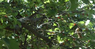 Polatlıda Tarihe Tanıklık Eden Ağaçlara Koruma