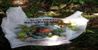 Fındık Bahçelerinde Meyve Dökümü