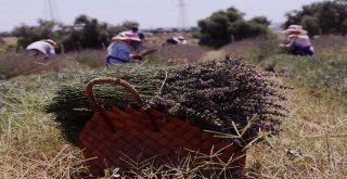 Lavanta İşine Giren Ev Hanımı, Gözünü Yurt Dışına Dikti