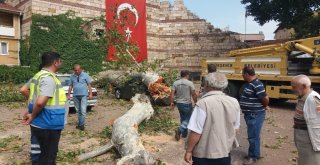 (Özel Haber) Devrilen 190 Yaşındaki Çınar Lüks Otomobili Hurdaya Çevirdi