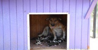 Su Borusuna Sıkışan Yavru Köpekler Kurtarıldı