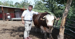 (Özel) 1.5 Tonluk Babayiğit, 41 Bin Tlye Alıcısını Bekliyor