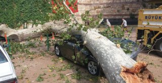 (Özel Haber) Devrilen 190 Yaşındaki Çınar Lüks Otomobili Hurdaya Çevirdi
