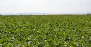 Pancar Üretimini 4 Katına Çıkardılar