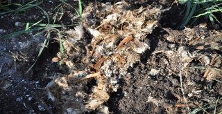 Hayallerini Toprağa Gömdü