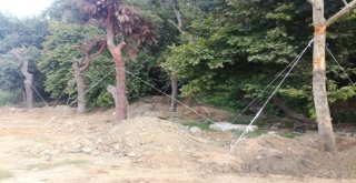 Otopark İnşaatı İçin Sökülen 40 Ağaç Nakledildi